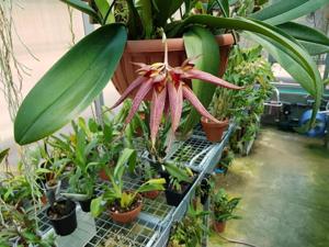 Bulbophyllum David Sander-phalaenopsis