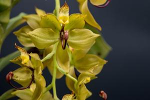 Cycnoches Arita