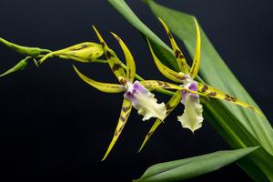 Bratonia Golden Spider