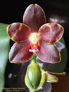 Phalaenopsis Yaphon Giganboy