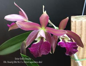 Rhyncatlaelia Graf's Beauty