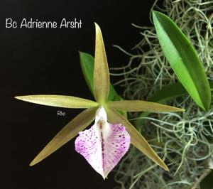 Brassocattleya Adrienne Arsht