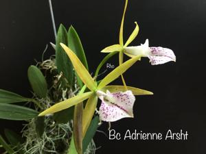 Brassocattleya Adrienne Arsht