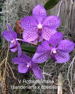 Vanda Rothschildiana