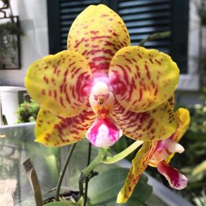 Phalaenopsis Lyndon Lawrence Prince