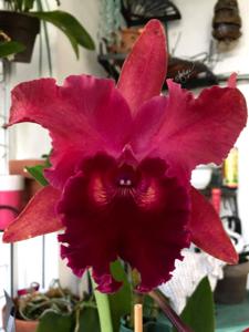 Rhyncholaeliocattleya San Damiano 1