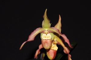 Phragmipedium Memoria Georg Lauger