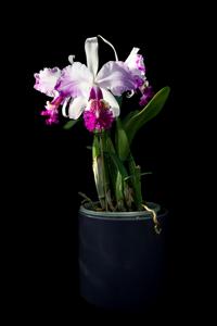 Cattleya Gravesiana