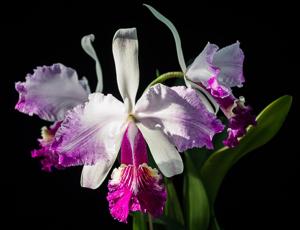 Cattleya Gravesiana