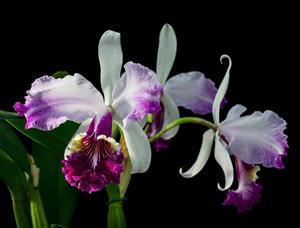 Cattleya Gravesiana