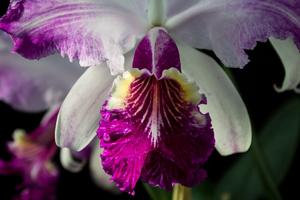 Cattleya Gravesiana