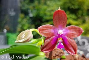 Phalaenopsis mariae-Dragon Tree Eagle