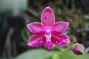 Phalaenopsis Joy Viol Kaiulani