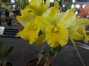 Rhyncholaeliocattleya Suzuki's Yellow Flare