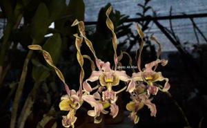 Dendrobium Gadis Jelita