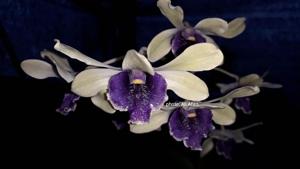 Dendrobium Drg Hedy