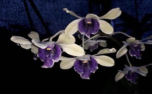 Dendrobium Drg Hedy