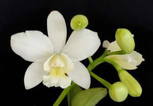 Cattlianthe White Bridal