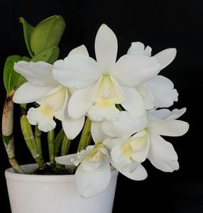 Cattlianthe White Bridal