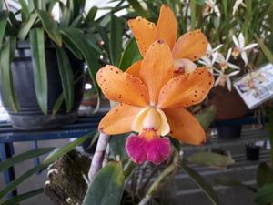 <i>Rhyncattleanthe</i> Orange Magic