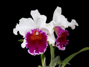 Rhyncholaeliocattleya Memoria Tiang