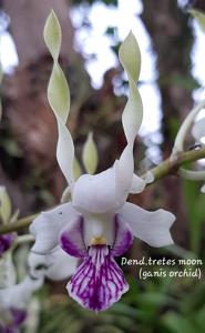 Dendrobium Tretes Moon