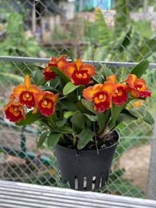 Rhyncholaeliocattleya Nakornchaisri Delight