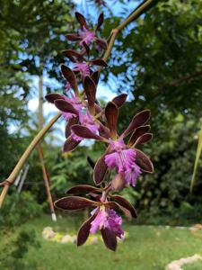 Encyclia Orchid Jungle