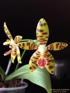 Phalaenopsis Amblearis