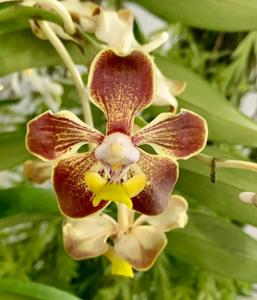 Vanda Oriole