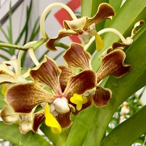 Vanda Oriole