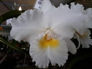 Cattleya Tiffin Bells