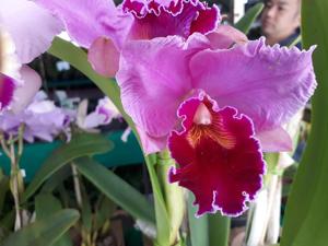 Rhyncholaeliocattleya percivaliana-Marie Fire Dance