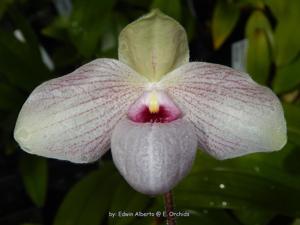 Paphiopedilum Lynleigh Koopowitz