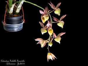 Catasetum Isabelle Incandela