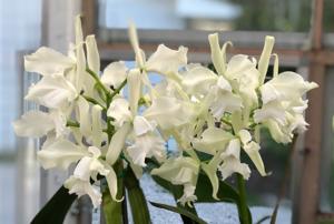 Cattleya Atalanta (1894)