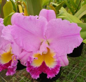 Rhyncholaeliocattleya Druinn's Martin