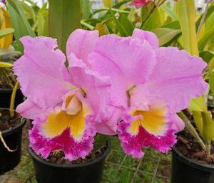 Rhyncholaeliocattleya Druinn's Martin