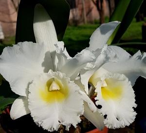 Rhyncholaeliocattleya Pastoral