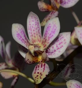 Phalaenopsis Donna's Delight