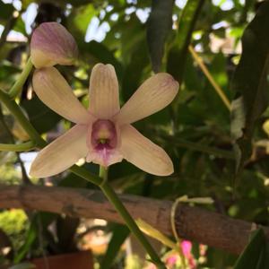 Dendrobium Chanel