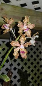 Vanda Sandra Gail Hatos