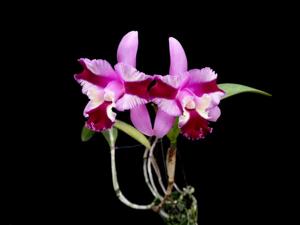 Cattleya Varut Song