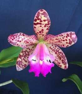 Cattleya Lumita