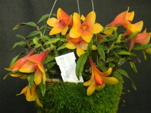 Dendrobium Mtn's Butterfly Kisses