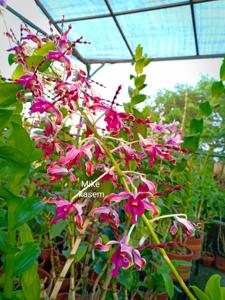 Dendrobium Margaret Thatcher