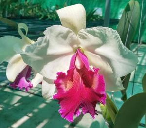 Cattleya Memoria David Nathan