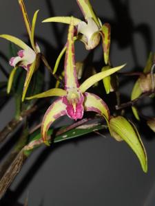 Dendrobium Australian Tiger Star