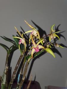 Dendrobium Australian Tiger Star