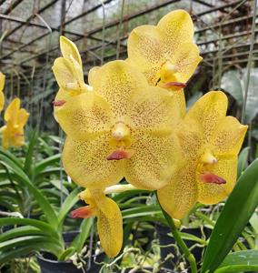Vanda Somsri Thai Spot